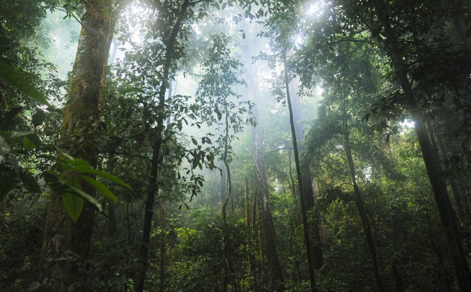 dense green rainforest with fog