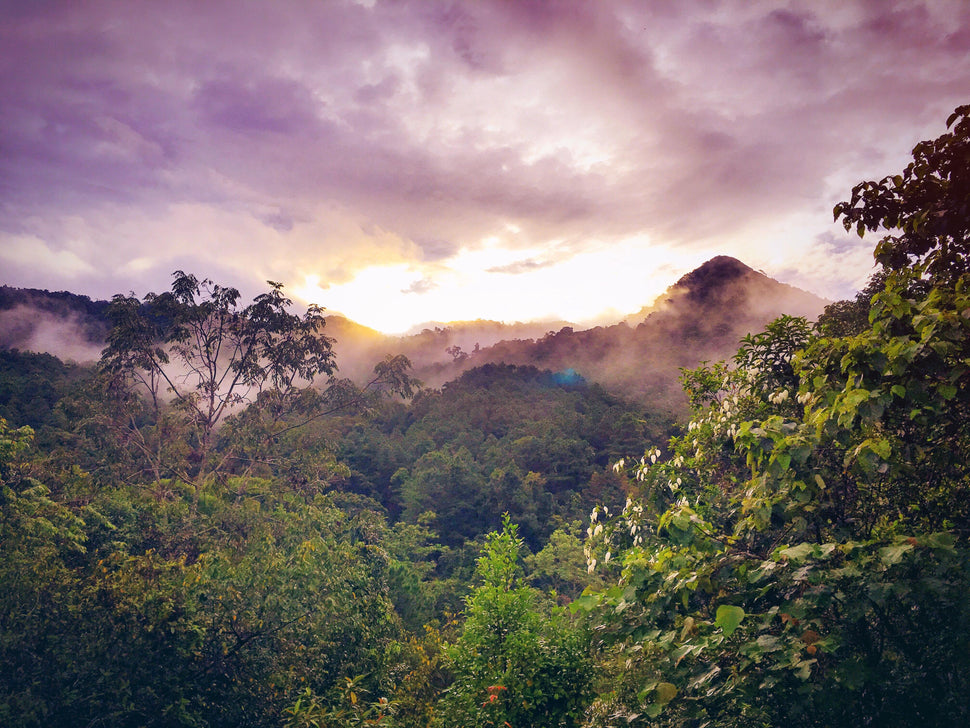 tropical rainforest
