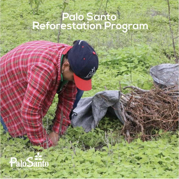 Palo Santo Incense Bundle