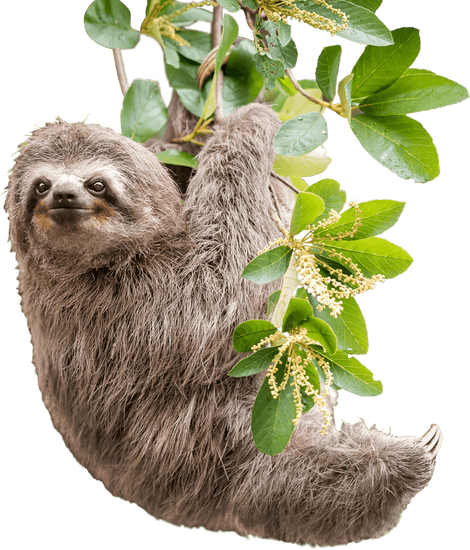 Sloth hanging from a branch