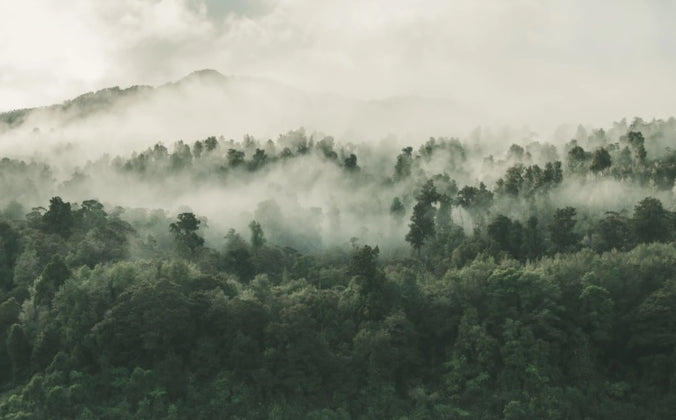 foggy rainforest