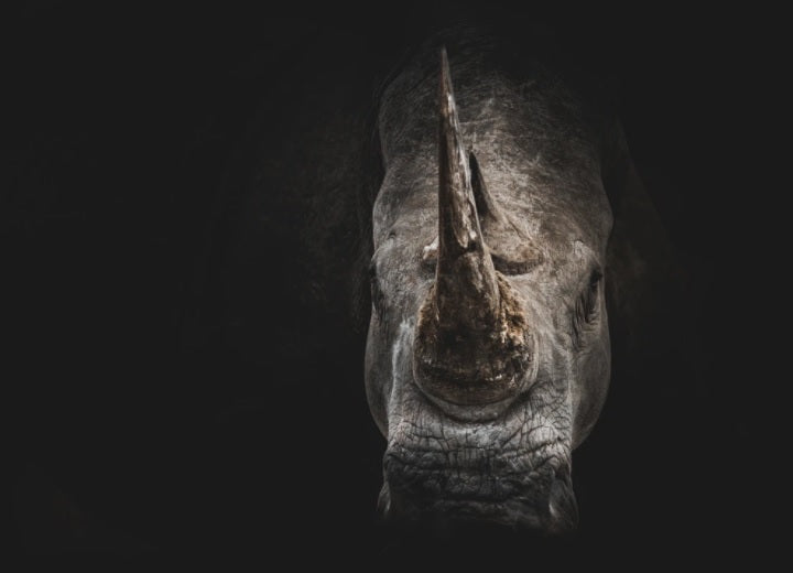 rhino on black background