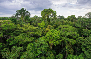 Tree canopy